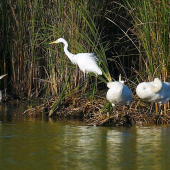 Vrav čo máš na srdci sestra, oni aj tak nepočúvajú...