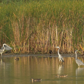 Volavky na rannom love...
