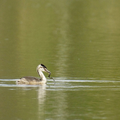 Potápka požiera užovku...