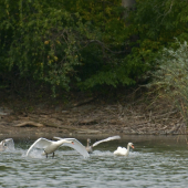 Rodičia učia mladé lietať...