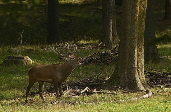 Korunný princ prichádza na scénu...