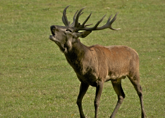 Ešte stále ručí...