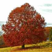 Keď sa srdce horala  zachveje...