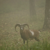 Vynoril sa z hmly ako duch...