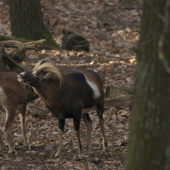 Flémujúci baran...mládenček si trúfal.