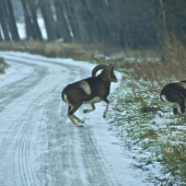 Pri návrate z fotolovu...