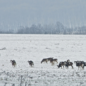 Pri návrate z fotolovu II.