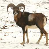Mládenec sa predviedol