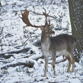 Niečo ho vyrušilo...