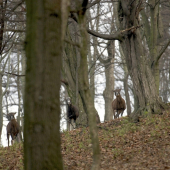 Zapózovali ako na povel...