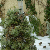 Vianočný stromček...