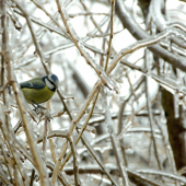 V ľadovom zajatí...