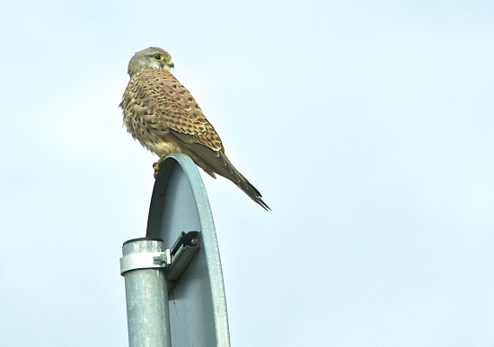 Falco..