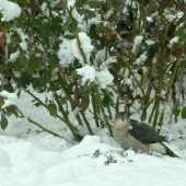 Jastrab - krahulec nad svojou korisťou..
