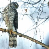 Jastrab - krahulec po výdatnej hostine čaká na ďalšiu korisť