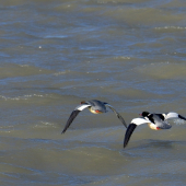 Stíhačky...Potápače veľké.