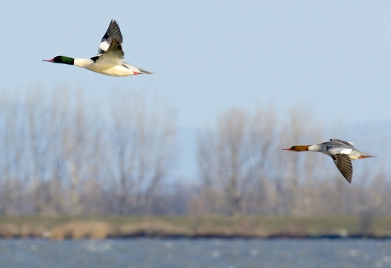 Potápač veľký /Mergus merganser/ - letovka