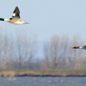 Potápač veľký /Mergus merganser/ - letovka