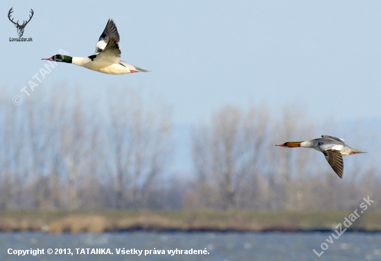 Potápač veľký /Mergus merganser/ - letovka