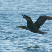 Predátor v útoku...