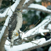 Jastrab - krahulec číha na korisť..