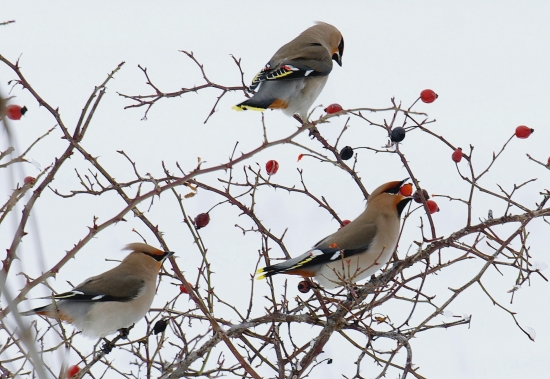 Chochláče severské...