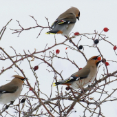 Chochláče severské...