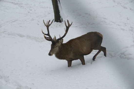 Tento jeleň ručal vo februári ako v najvyššej ruji..