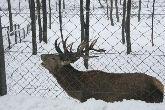 K ID 195268