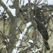 Na postriežke..Jastrab-krahulec
