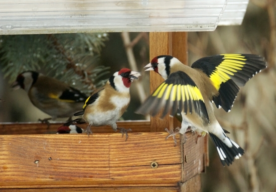 Nedáááám ti to....!!!