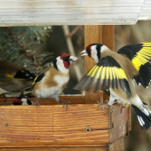 Nedáááám ti to....!!!