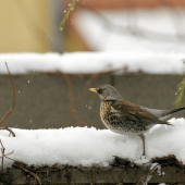 Drozd čvikotavý...