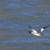 Potápač veľký...