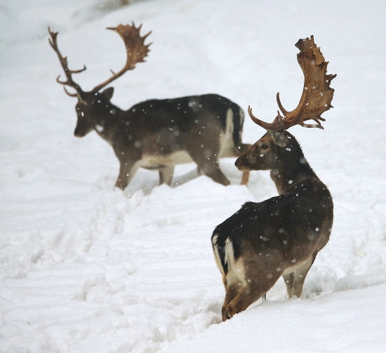 Aj danielom vadil sneh...