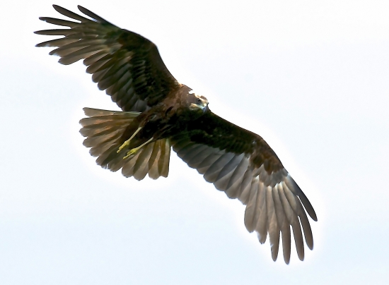 Kaňa močiarna na love