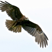 Kaňa močiarna na love