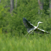 Pozor, pristávam...