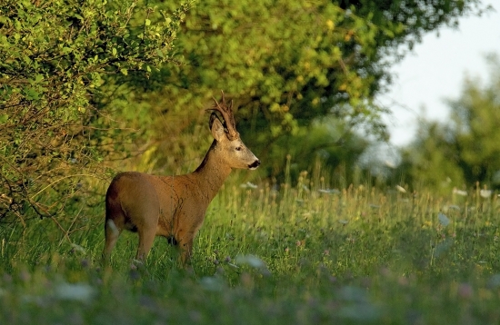 Pán srnec II../pohľad z boku/