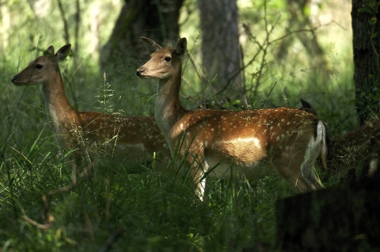 Na lesnej čistinke..
