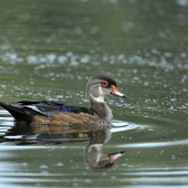 Kačica karolínska..