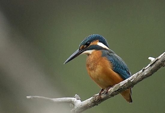 Rybárik riečny-Alcedo atthis