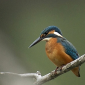 Rybárik riečny-Alcedo atthis