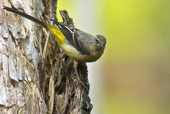 Trasochvost horský /Motacilla cinerea/