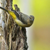 Trasochvost horský /Motacilla cinerea/
