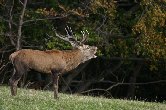 Zranený zo súboja..