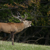 Zranený zo súboja..