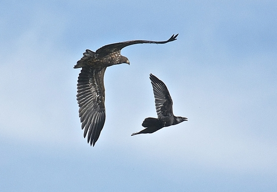 Mladý orliak morský a krkavec...