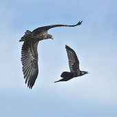 Mladý orliak morský a krkavec...