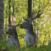 Vpravo hľadˇ...!!!